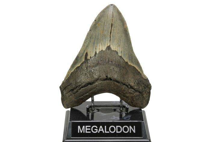 Huge, Fossil Megalodon Tooth - North Carolina #261029